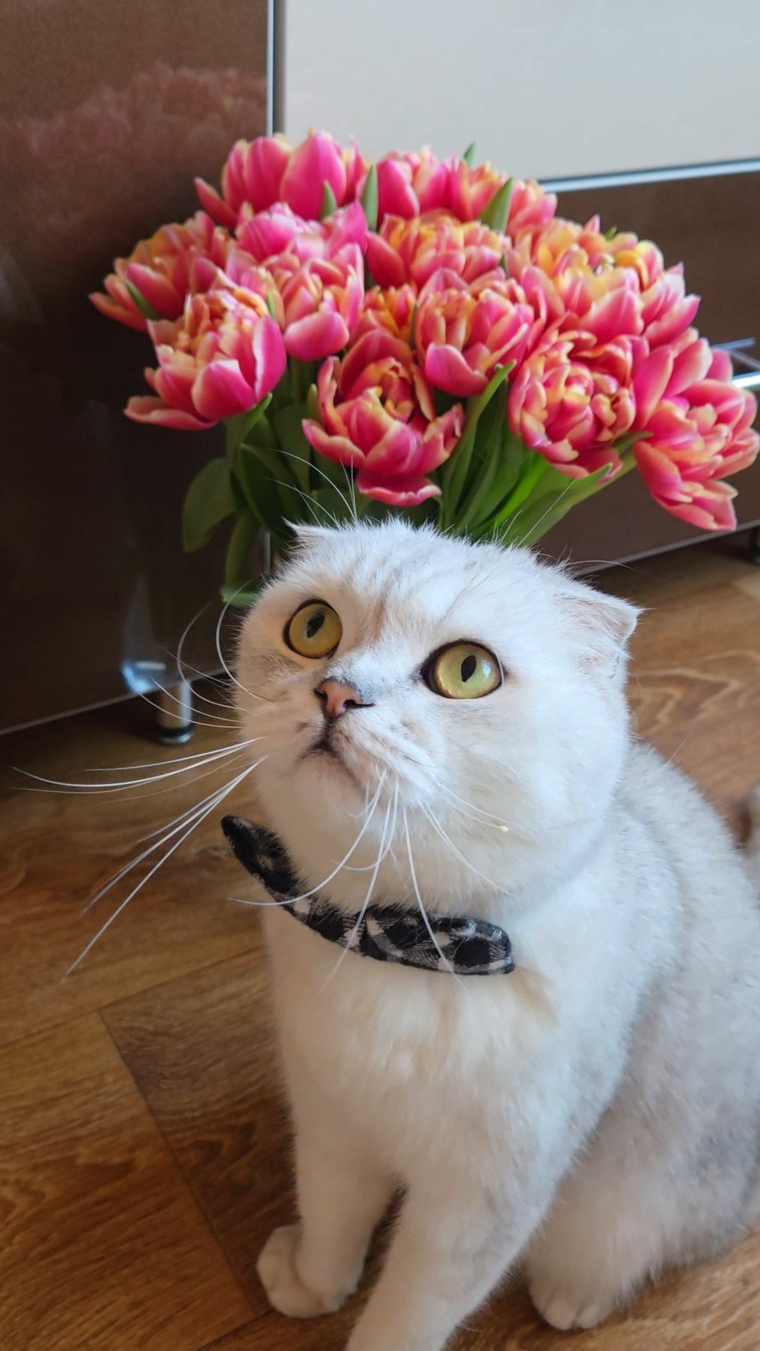 My cat Loki